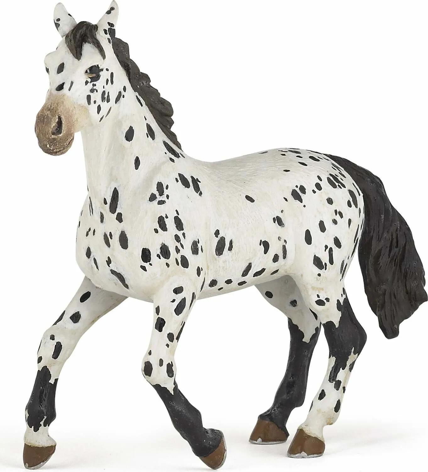 BLACK APPALOOSA HORSE