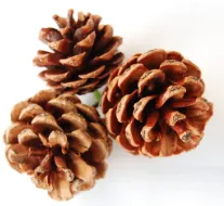 Deluxe Noble Fir Wreath