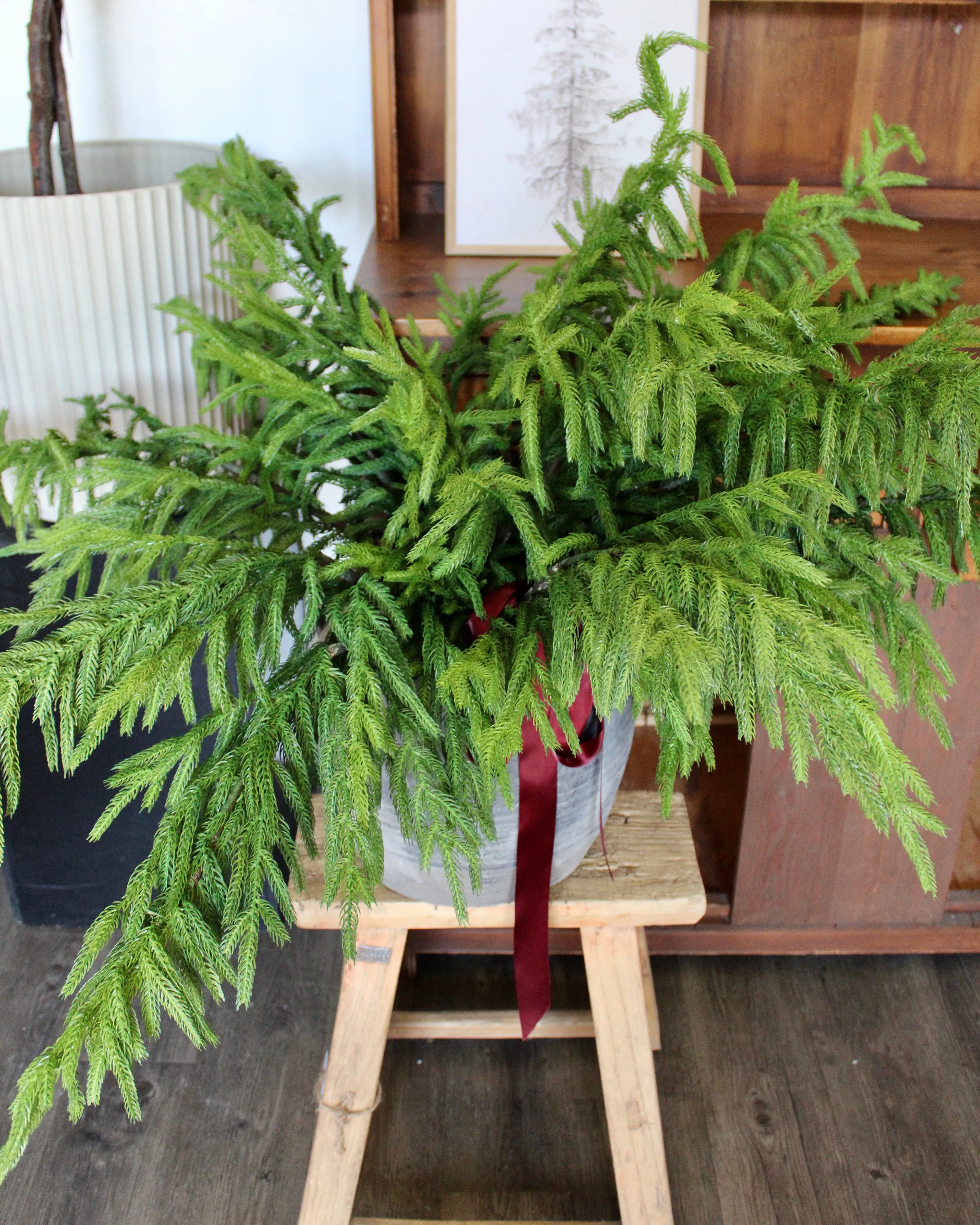 Fresh Touch Norfolk Pine Spray