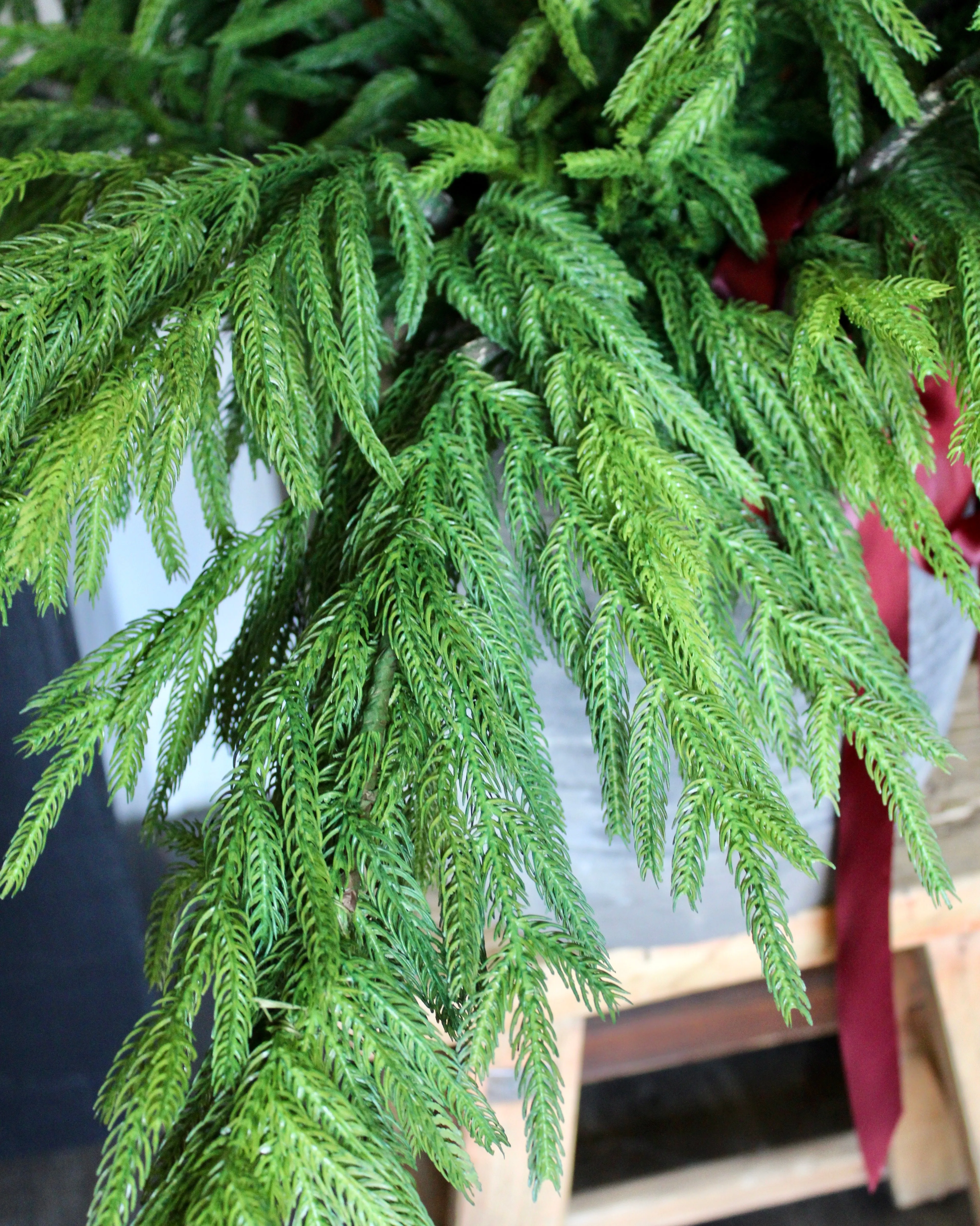 Fresh Touch Norfolk Pine Spray