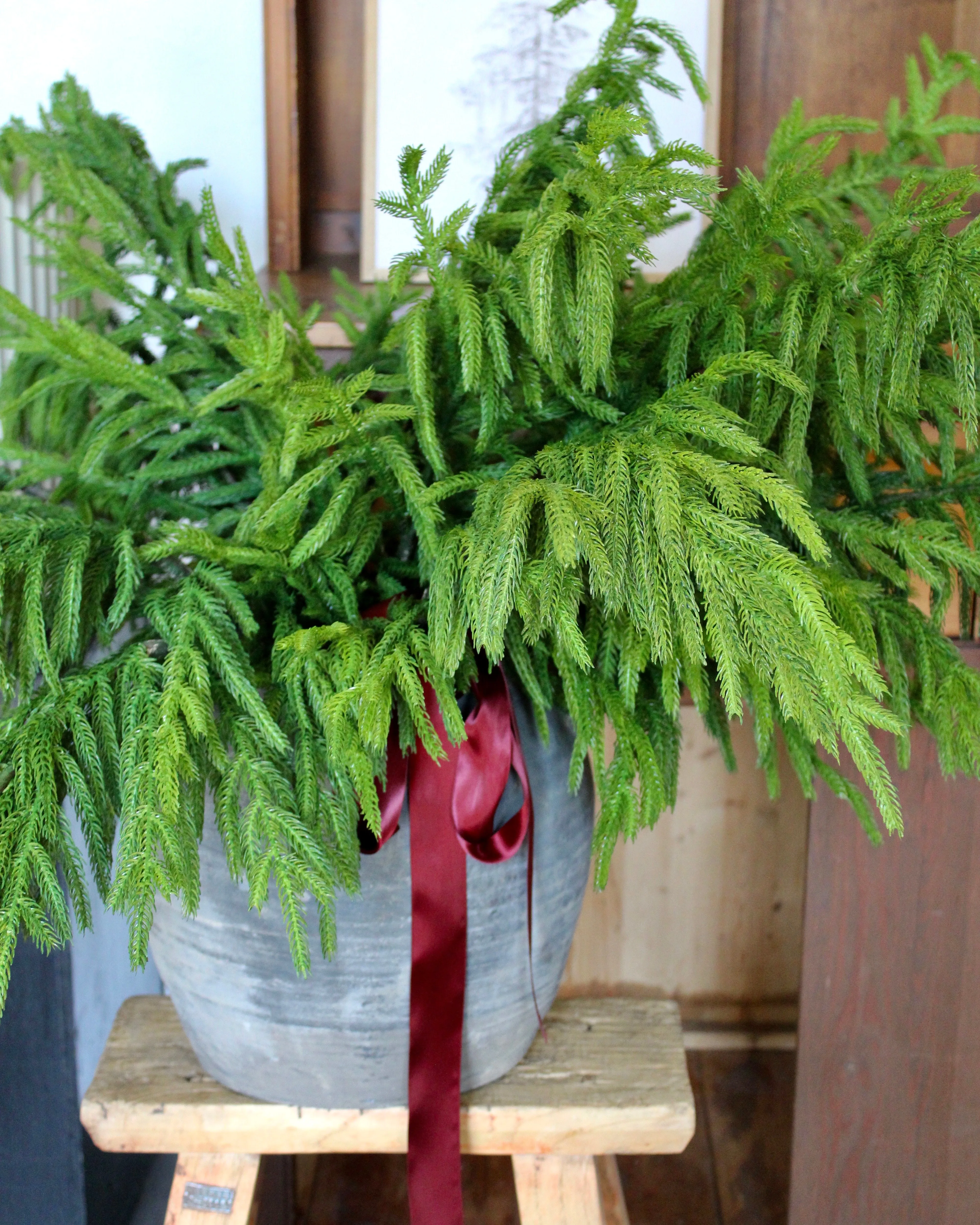 Fresh Touch Norfolk Pine Spray