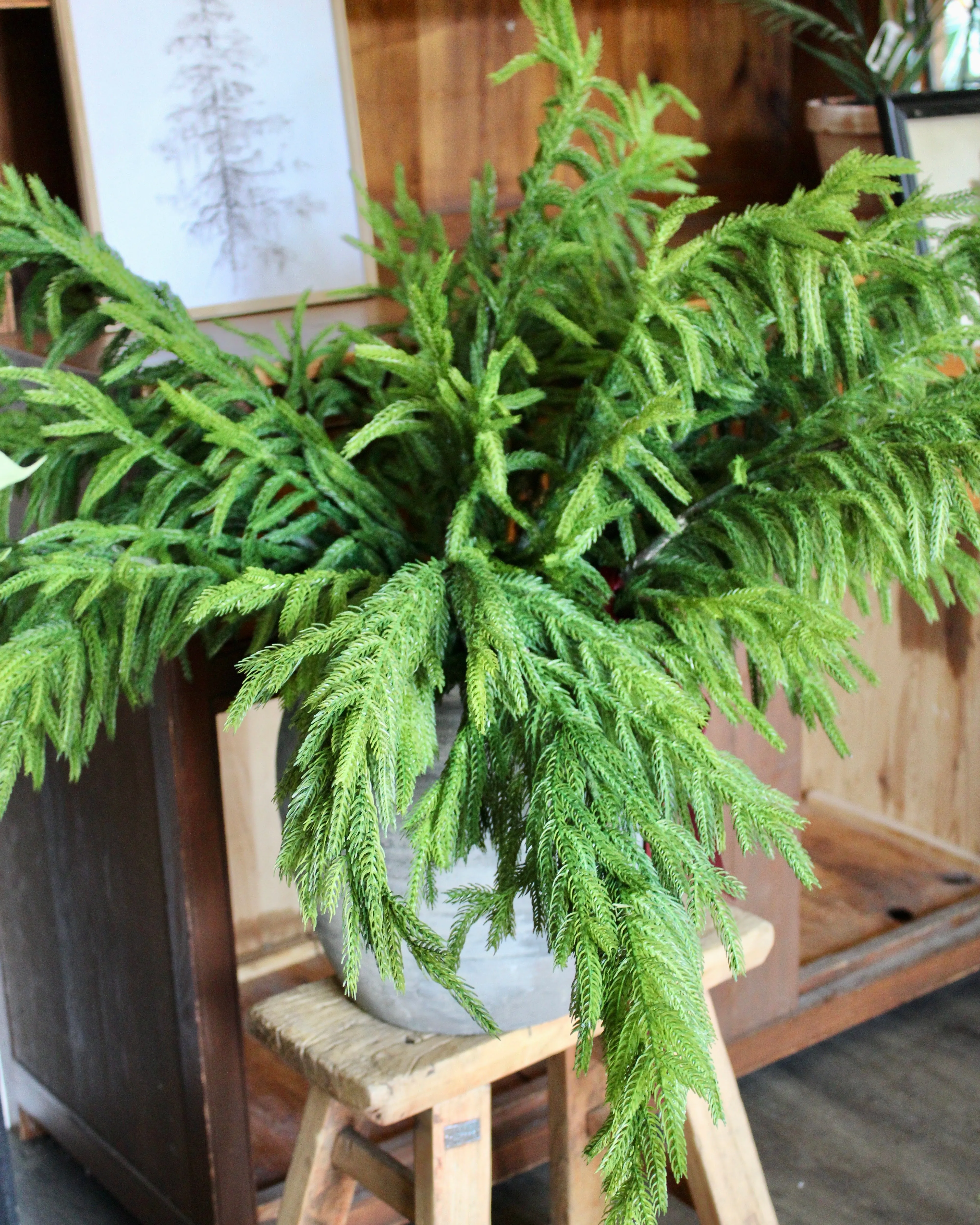 Fresh Touch Norfolk Pine Spray