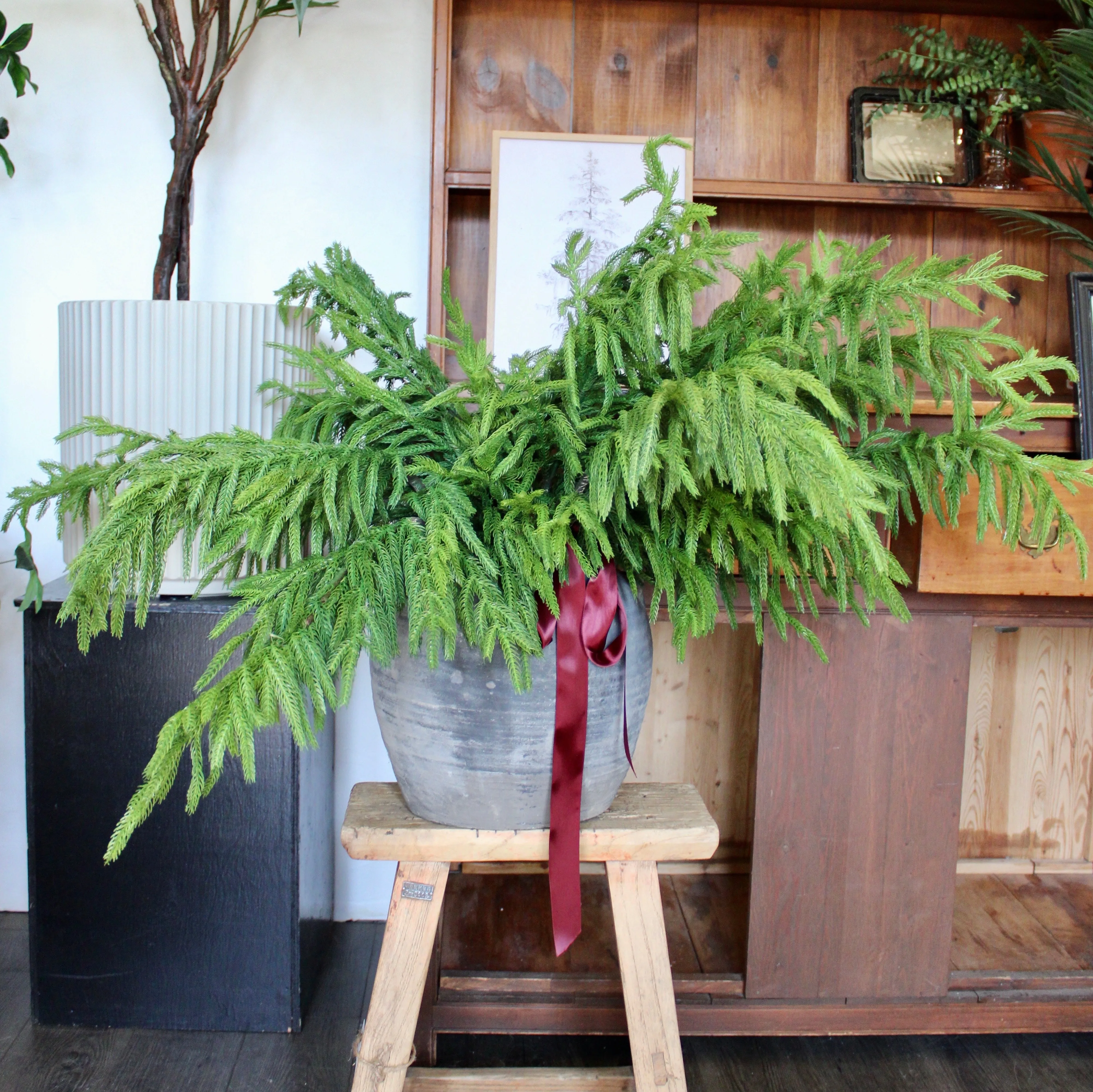 Fresh Touch Norfolk Pine Spray