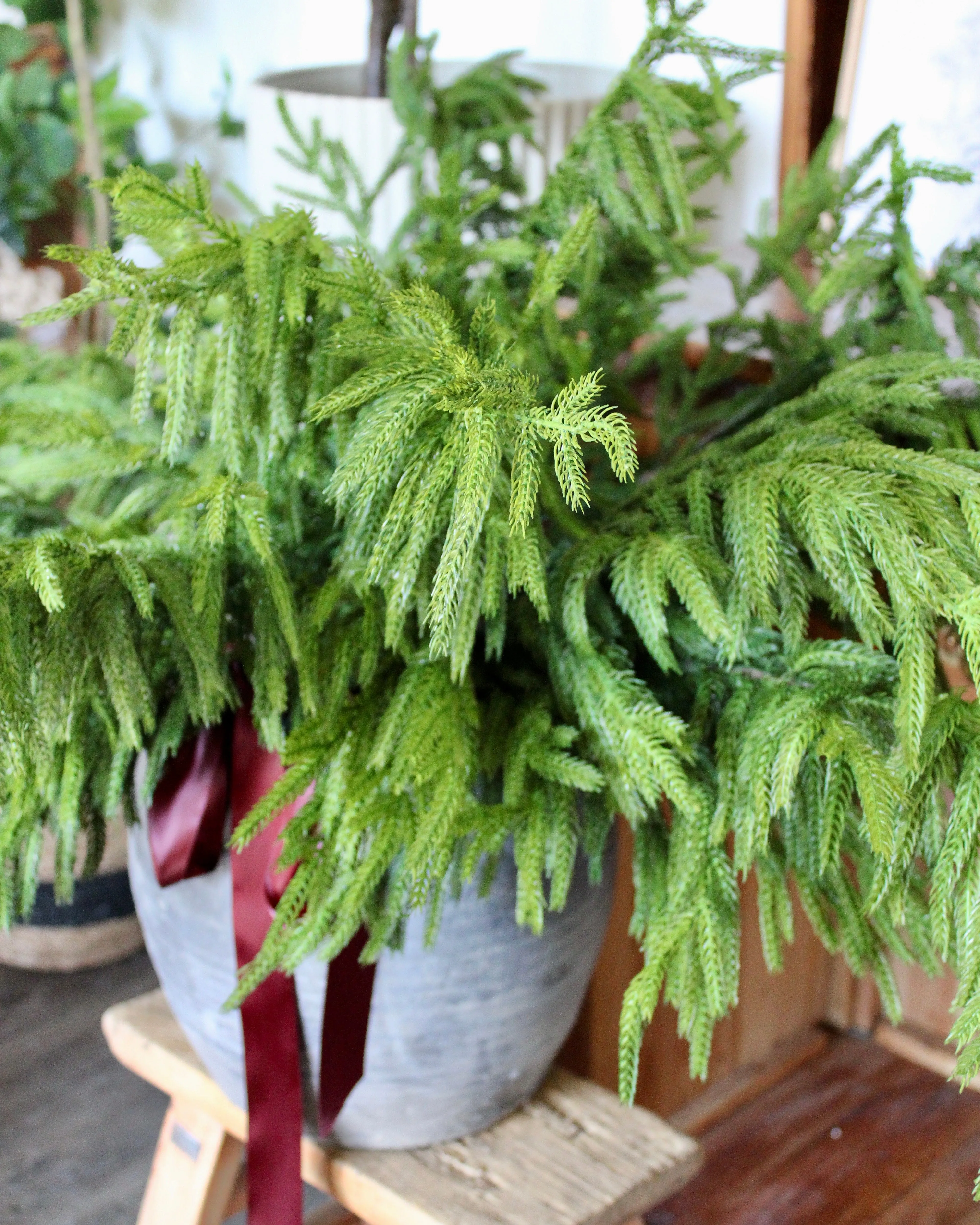 Fresh Touch Norfolk Pine Spray